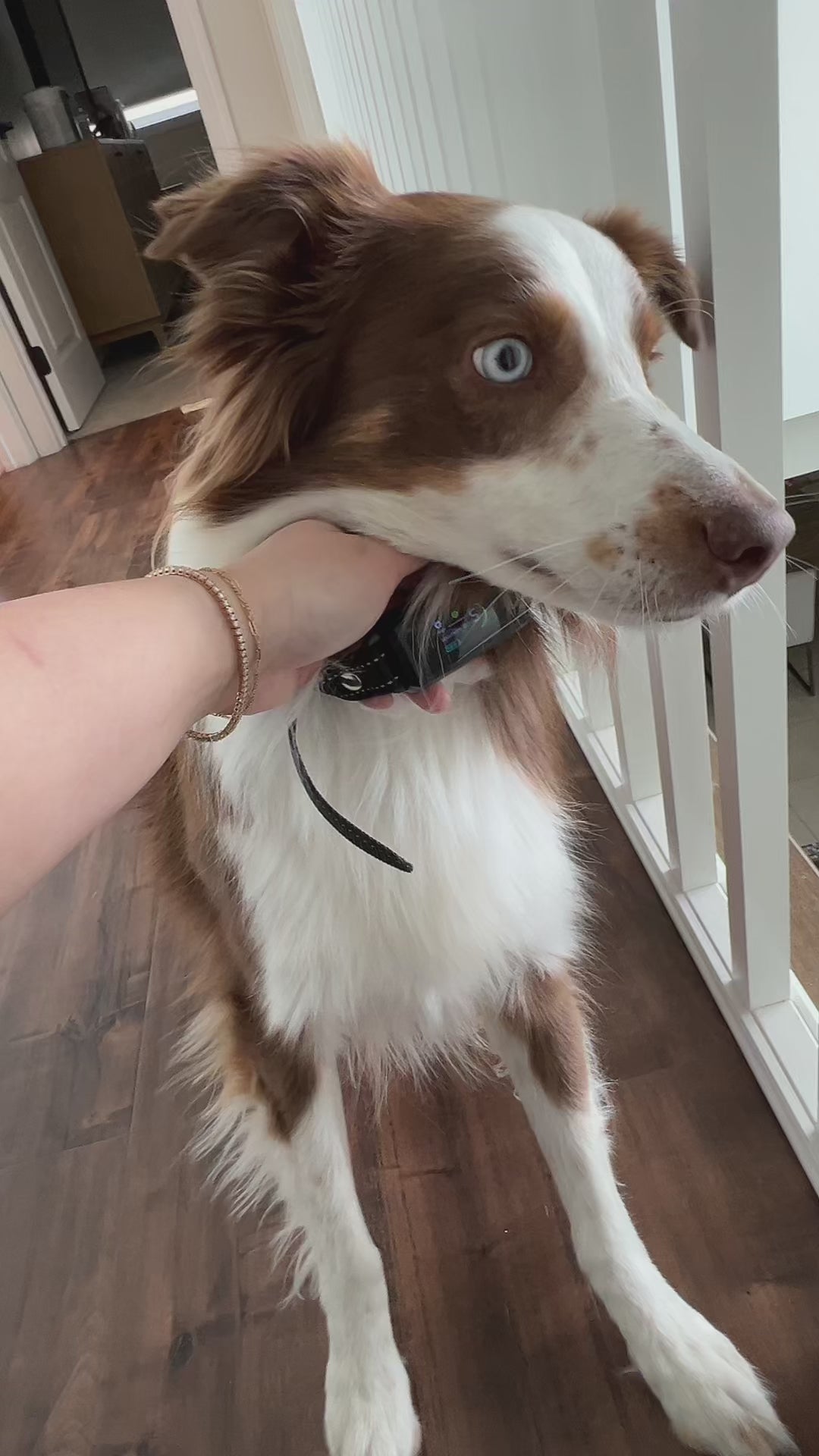 Bark Training Collar