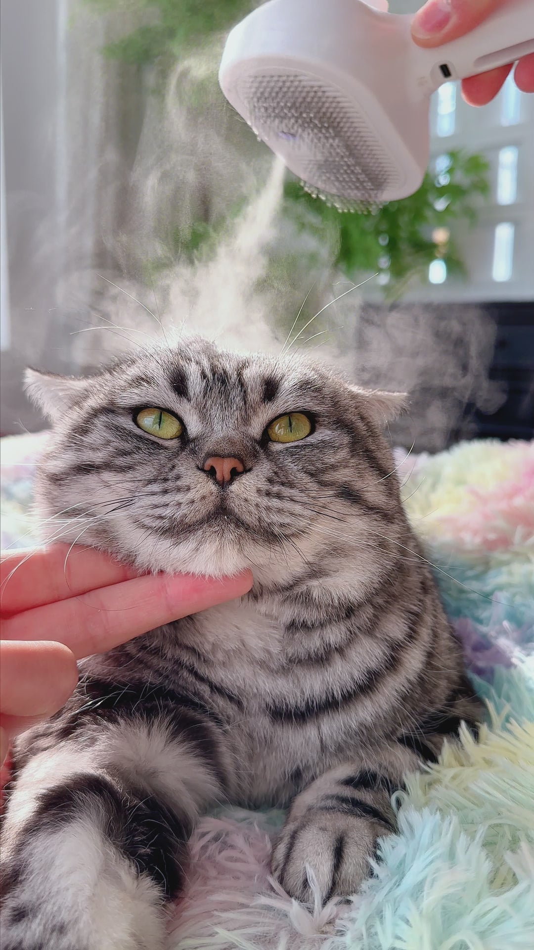 Pet Brush